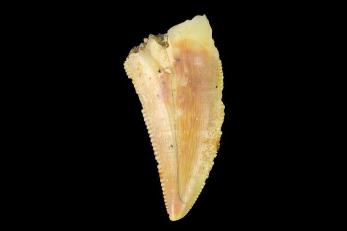 Serrated, Raptor Tooth - Real Dinosaur Tooth #149073